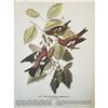 Image 2 : c1946 Audubon Print, # 364 White-Winged Crossbill