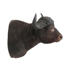 Water Buffalo Shoulder Trophy Mount. Height 36 ; Horns 36 