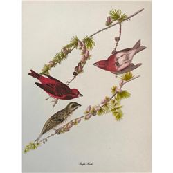 c1950 Audubon Print, Purple Finch