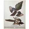 Image 1 : c1946 Audubon Print, #357 American Magpie