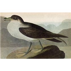 c1946 Audubon Print, Greater Shearwater #283