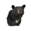 Image 2 : Black Bear Shoulder Trophy Mount. Height 22"