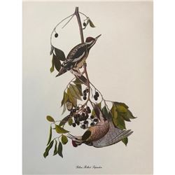 c1950 Audubon Print, #190 Yellow-Bellied Sapsucker