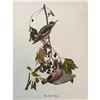 Image 1 : c1950 Audubon Print, #190 Yellow-Bellied Sapsucker