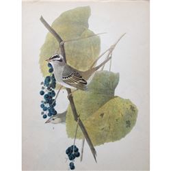 c1946 Audubon Print, White-Crowned Sparrow