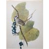 Image 1 : c1946 Audubon Print, White-Crowned Sparrow