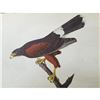 Image 1 : c1946 Audubon Print, # 392 Harris's Hawk