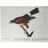 Image 2 : c1946 Audubon Print, # 392 Harris's Hawk