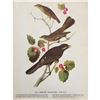 Image 2 : c1946 Audubon Print, #419 Thrush, Solitaire & Jay