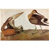 Image 1 : c1946 Audubon Print, #258 Hudsonian Godwit