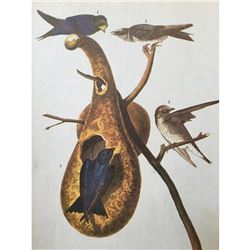 c1946 Audubon Print, #22 Purple Martin