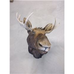 Moose Mount- 31"W- Good Shape