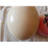 Image 3 : OSTRICH EGGS (QTY 3)
