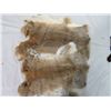 Image 1 : LOT OF 2 LARGE RABBIT PELTS (WHITE& BEIGE)