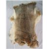 Image 4 : LOT OF 2 LARGE RABBIT PELTS (WHITE& BEIGE)