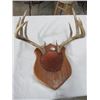 Image 1 : MOUNTED DEER ANTLERS