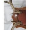 Image 2 : MOUNTED DEER ANTLERS
