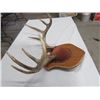 Image 3 : MOUNTED DEER ANTLERS
