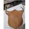 Image 5 : MOUNTED DEER ANTLERS
