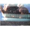 Image 7 : 2003 - OLDSMOBILE ALERO
