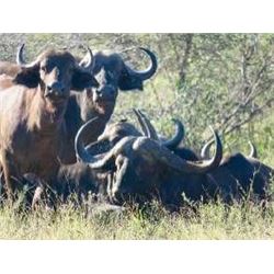 6 Day South African Big Game Hunt with Graham Sales