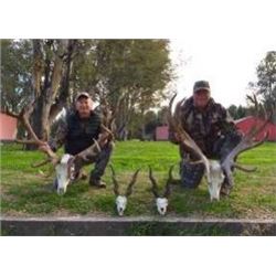 Southern Lodges Argentina 6 day Big Game and Dove Hunt for 2 Hunters