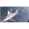 Image 3 : 4 Hour Fishing Trip for Shark for 6 Anglers – Cape Canaveral FL