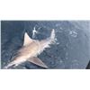 Image 5 : 4 Hour Fishing Trip for Shark for 6 Anglers – Cape Canaveral FL