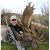 Image 2 : Red Deer Trophy hunt with Clarence Valley Trophy Hunting New Zealand