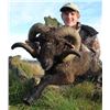 Image 4 : Red Deer Trophy hunt with Clarence Valley Trophy Hunting New Zealand