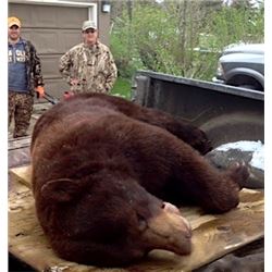 Canadian Black Bear or Cinnamon Black Bear in Ontario for 1 Hunter with KapRiver Outfitters
