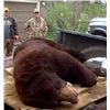 Image 1 : Canadian Black Bear or Cinnamon Black Bear in Ontario for 1 Hunter with KapRiver Outfitters