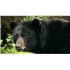 Image 3 : Canadian Black Bear or Cinnamon Black Bear in Ontario for 1 Hunter with KapRiver Outfitters