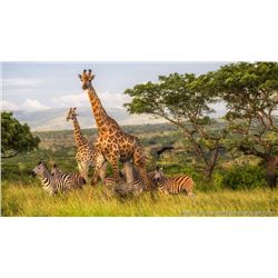 Zulu Nyala Photo Safari in South Africa