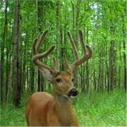 Triple O Outfitter Whitetail Deer Hunt