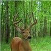 Image 1 : Triple O Outfitter Whitetail Deer Hunt