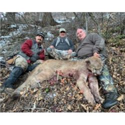 Mountain Lion hunt