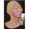 Image 1 : ZZ-CLEARANCE THE KNICK DISEASED PAINT TEST