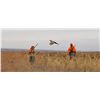 Image 1 : 1 Day Howard South Dakota Pheasant Hunt for 10 guys, includes 35-40 pheasant, no lodgning included,
