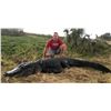 Image 2 : 2 day florida alligator hunt for gator up to 9ft