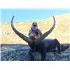 Image 1 : 5 day hunt in spain for 1 hunter includes $2,000 in trophy fee credit