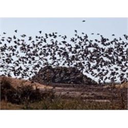 3 day high volume dove hunt for 4 hunters in cordoba