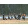 Image 2 : 1 person, 2 bird Archery or Shotgun Turkey hunt in Nebraska for merriam and rio turkeys