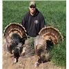 Image 3 : 1 person, 2 bird Archery or Shotgun Turkey hunt in Nebraska for merriam and rio turkeys