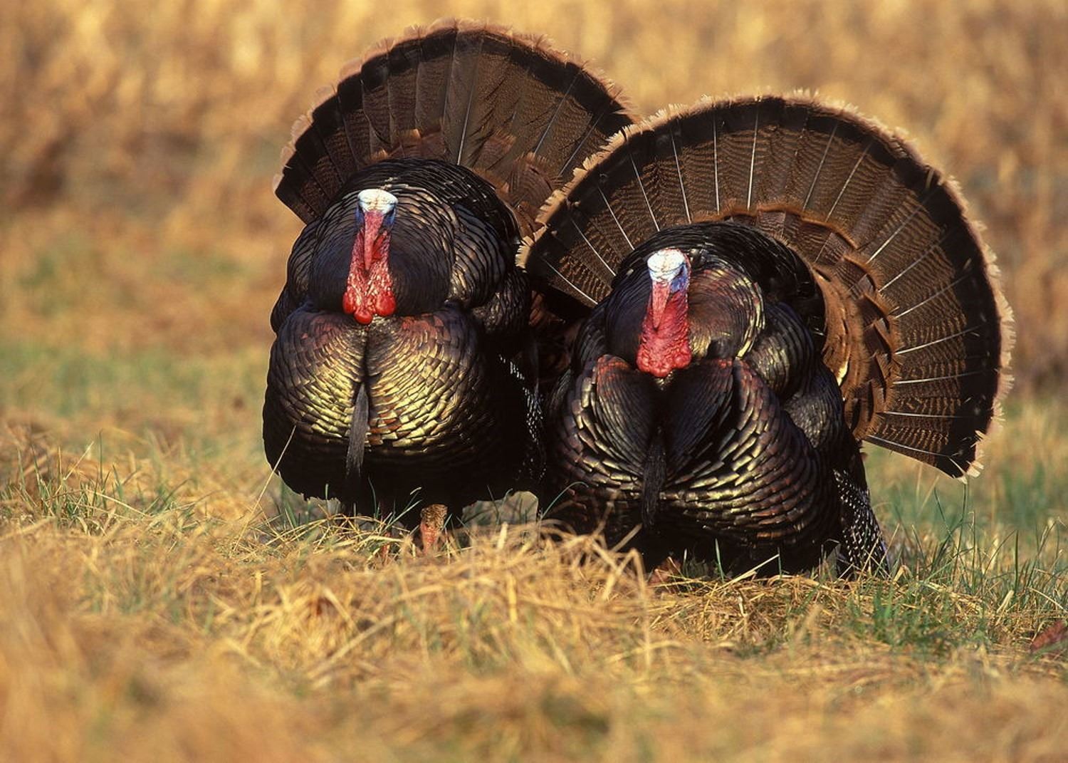 1 person, 2 bird Archery or Shotgun Turkey hunt in Nebraska for merriam