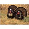 Image 4 : 1 person, 2 bird Archery or Shotgun Turkey hunt in Nebraska for merriam and rio turkeys