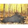 Image 3 : 2 day 3 night trophy class boar hunt for 1 hunter in michigan, meals and lodging is included