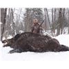 Image 4 : 2 day 3 night trophy class boar hunt for 1 hunter in michigan, meals and lodging is included