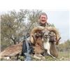 Image 2 : 2 day hunt for 2 hunters in texas includes choice of one sheep texas dall, corciscan, or black hawia