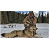 Image 1 : 7 day wolf hunt in Salmon Idaho, for 1 hunter